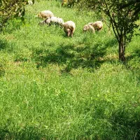 فروش بره گوسفند نر و ماده|حیوانات مزرعه|تالش, هشتپر|دیوار