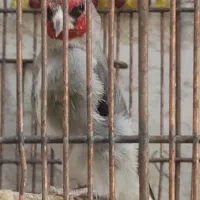 سهره کرمونی دهن زن و دو قفس فروش یا معاوضه|پرنده|شیراز, شهرک مطهری|دیوار