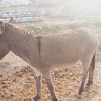 الاغ و|حیوانات مزرعه|شوشتر, |دیوار