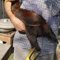 دو عدد جوجه خروس لاری پنج ماهه