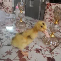 جوجه اردک محلی