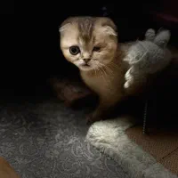 گربه اسکاتیش فولد و ny12 گلد|گربه|تهران, گلستان (شهرک راه آهن)|دیوار