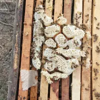 فروش عسل شان به صورت عمده و خرده..