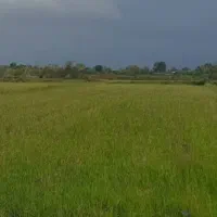 شالیزار