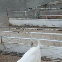 باربند نیسان