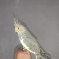 انواع عروس هلندی دست اموز و.  وحشی|پرنده|نقده, |دیوار