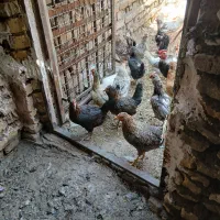 مرغ و جوجه