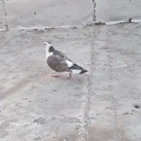 معاوضه با آلمانی