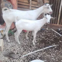 بز وپازن سومال