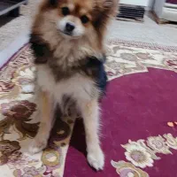 سگ پامر دم روباهی|سگ|کرمان, |دیوار