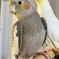 عروس هلندی خاکستری