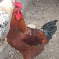 فروش مرغ و خروس