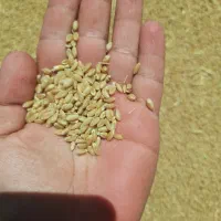 گندم|خوردنی و آشامیدنی|ساوه, |دیوار