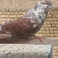 سه عدد نر سرخ