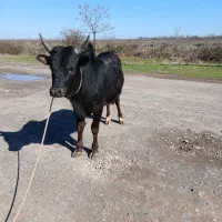 ورزا گاو نر چالوسی ۱۰۰ تایی