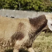 میش داشتی در بیضا|حیوانات مزرعه|بانش, |دیوار