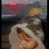 طوطی گرینچیک|پرنده|تهران, هرندی|دیوار