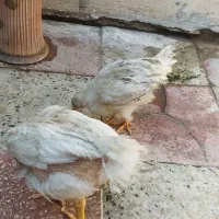 جوجه محلی|حیوانات مزرعه|کازرون, |دیوار