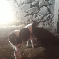 ماده سیمنتال