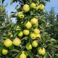 نهالستان تولید انواع نهال با کیفیت|خدمات باغبانی و درختکاری|هشترود, |دیوار