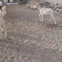 سانن اصل اصل|حیوانات مزرعه|بافت, |دیوار