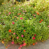 سرایدار باغ