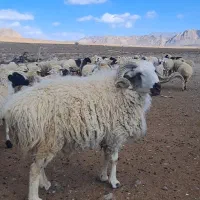 قوچ شیرازی و محلی|حیوانات مزرعه|بافت, |دیوار