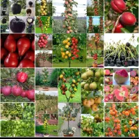 فروش نهال پاییزه تحویل سر خزانه گناباد