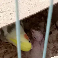 عروس هلندی|پرنده|محمدیه-قزوین, |دیوار