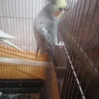 عروس هلندی|پرنده|صباشهر, |دیوار