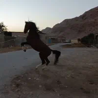 اسب دره شوری نژاد برتر