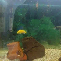 سیچیلاید ماکرو زرد