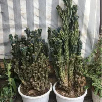 گل گیاه کاکتوس صخره ای|گل و گیاه طبیعی|شیراز, شریف‌آباد|دیوار
