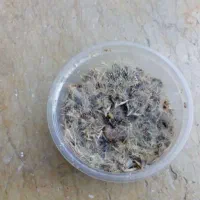 ۷عددجوجه سهره قناری