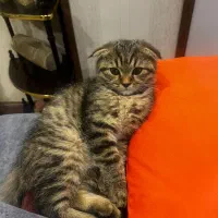 اسکاتیش دبل فولد|گربه|تهران, فردوس|دیوار