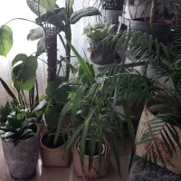 گل و گیاه و گلدان سالم