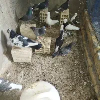 کفتر.کبوتر