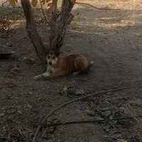 توله سگ|سگ|رزن, |دیوار