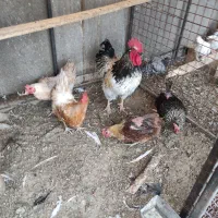 مرغ و خروس محلی