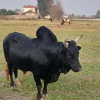 ورزا گاو نر