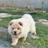 فروش سگ چائو چائو|سگ|اراک, |دیوار