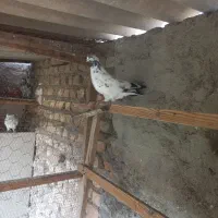 کبوتر پرشی|پرنده|فاضل آباد, |دیوار