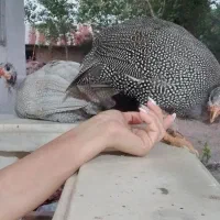 دو تا مرغ شاخدار یا همان مرغ روسی