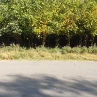 فروش نهال گردو|خدمات باغبانی و درختکاری|الشتر, |دیوار