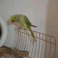 ملنگو نر|پرنده|چالوس, |دیوار