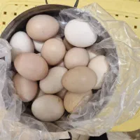 تخم مرغ محلی