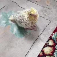 جوجه عروس هلندی|پرنده|مشهد, شهید قربانی|دیوار