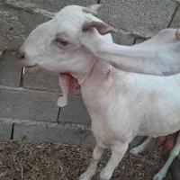 گلاب درجه یک پر شیر چند عدد محلی آبستنن