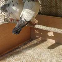 کفتر فروشی|پرنده|قرچک, مهدیه|دیوار