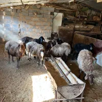 بره برغاله میش